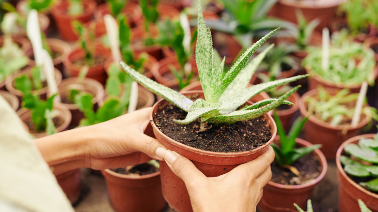 Hands holding potted aloe plant, with more plants in background