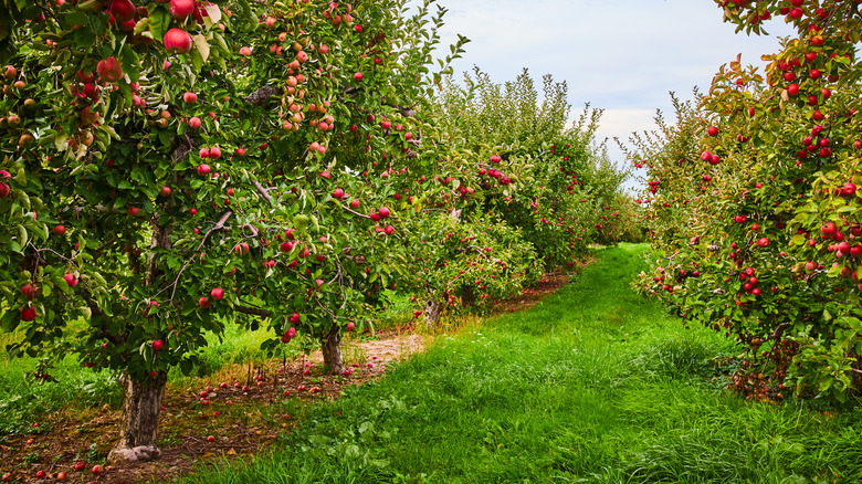 Rows of apple trees growing in an orchard