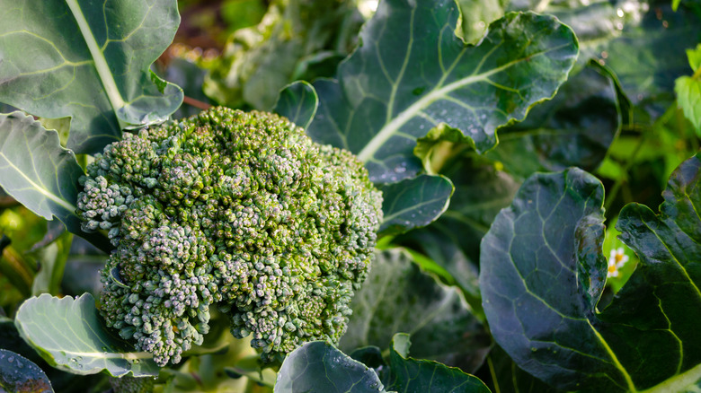 Close-up of broccoli plant