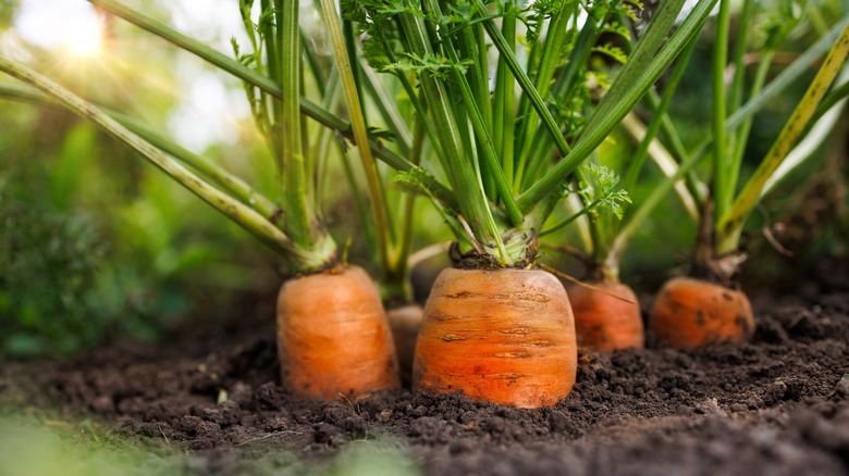 Close-up of carrots growing in soil
