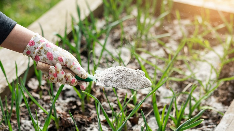 Gloved hand spreading wood ash in garden bed with trowel.