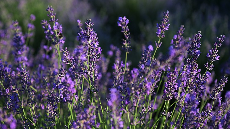 close-up of purple lavender blooms growing