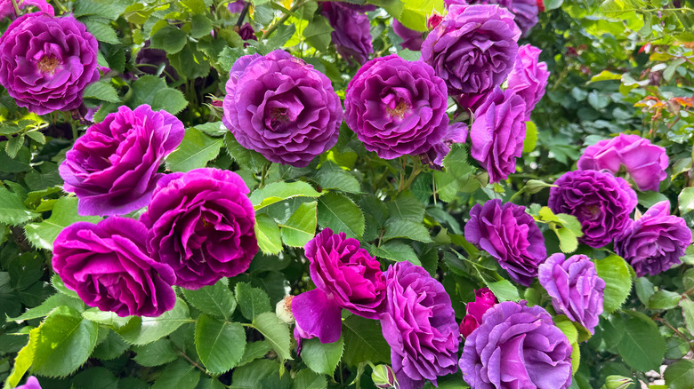 Rose bush with purple flowers