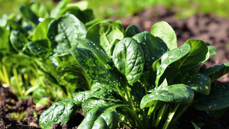 Close-up of spinach growing in garden