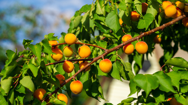 Apricot tree branch with ripe fruit
