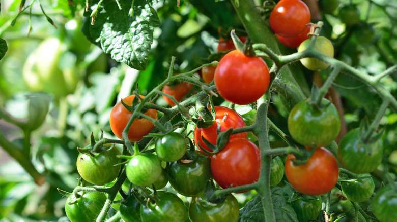 Tomatoes growing on a vine