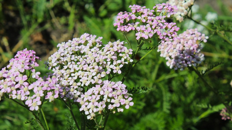 Light purple yarrow flowers