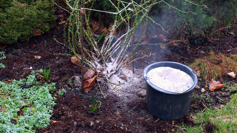 Fertilize rose bush with wood stove ash close up