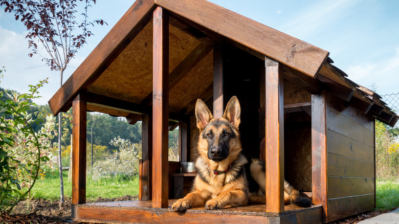 german shepherd in dog house