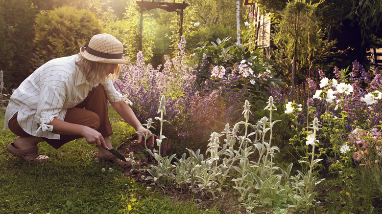 A gardener working in a flower bed with no edging