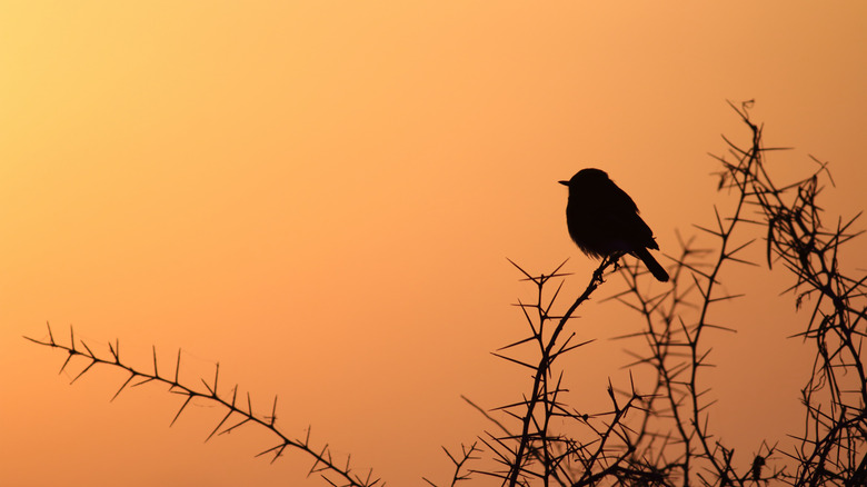 A bird sitting on a branch at sunset