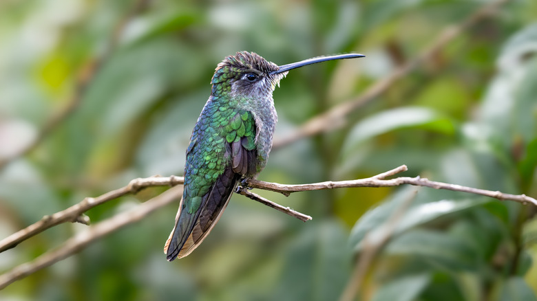 A green humming bird sitting on a small branch