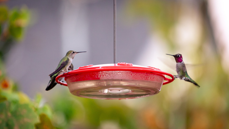 A hummingbird on a saucer hummingbird feeder