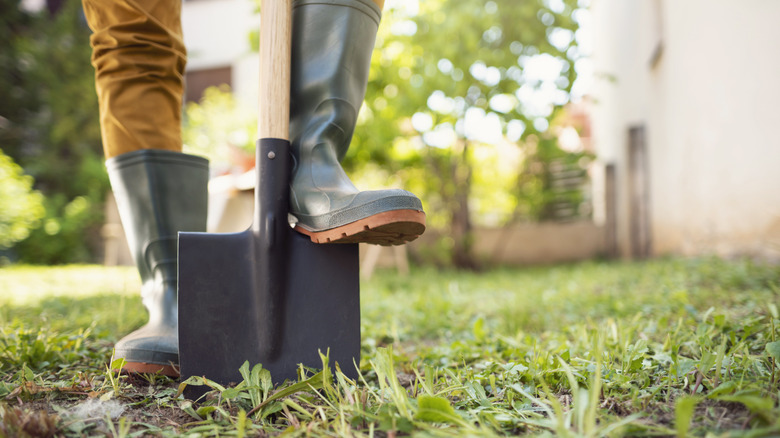 Gardener standing with shovel pinned to the ground