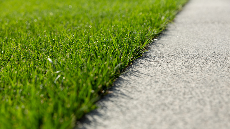 Close up of green grass lawn with a clean edge