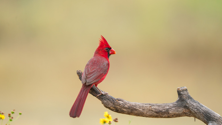 Male northern cardinal perched on a branch.