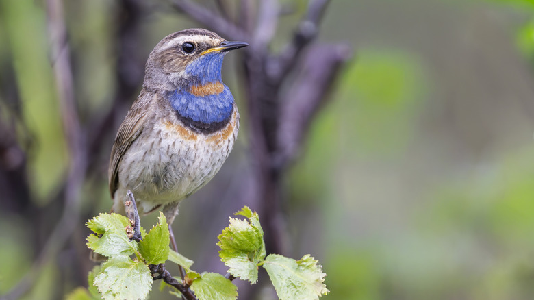 a bird perched on a small branch