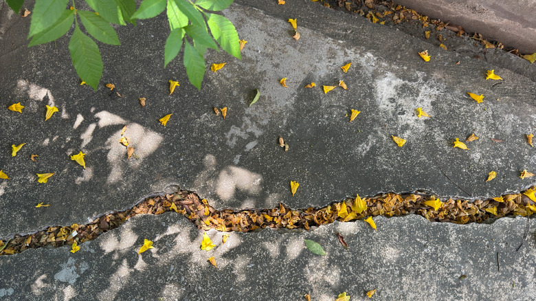 Crack in concrete in the garden