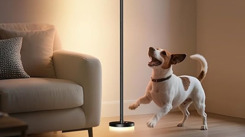A lit floor lamp between a sofa and a dog