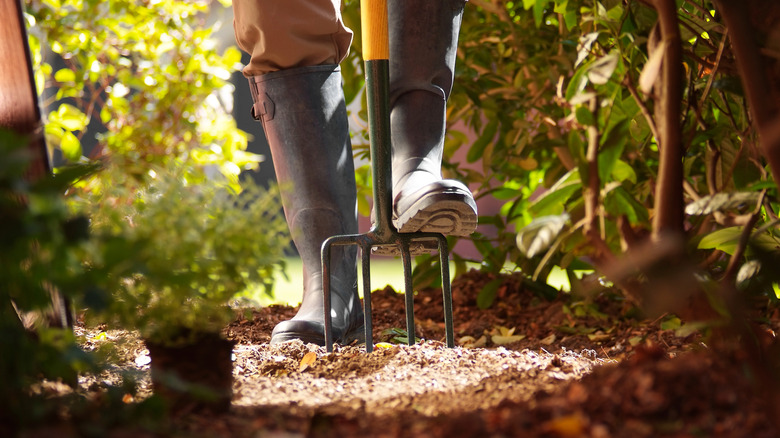 Someone wearing boring garden boots pushing a garden fork into the ground with their foot.