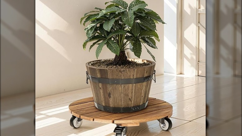 A potted houseplant sits atop a wooden wheeled plant caddy.