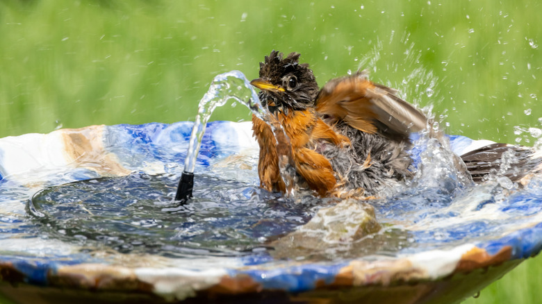 An American Robin enjoying a bird bath fountain
