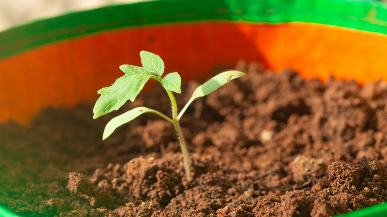 A small tomato seedling in a colorful grow bag