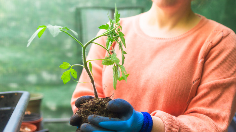 A person holding a young tomato plant by the root ball