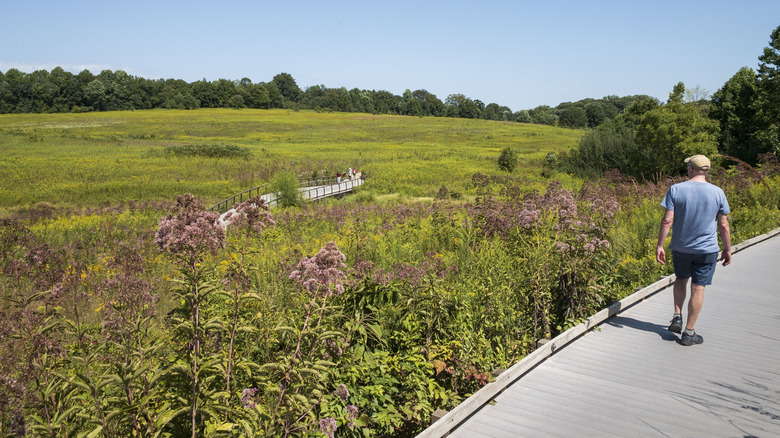 A man in summer clothing walks along a boardwalk through a meadow at Longwood Gardens.
