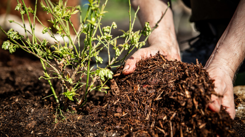 Close up of person spreading mulch on their garden beds