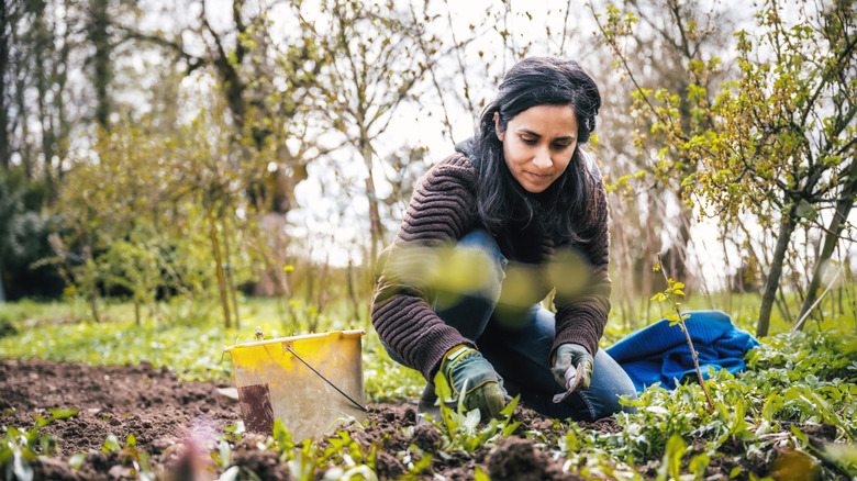 Person pulling weeds from mulch in garden bed