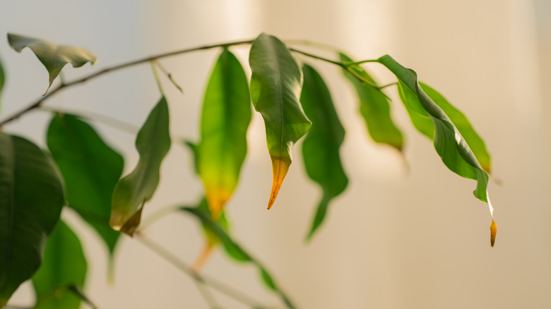 Dying house plant