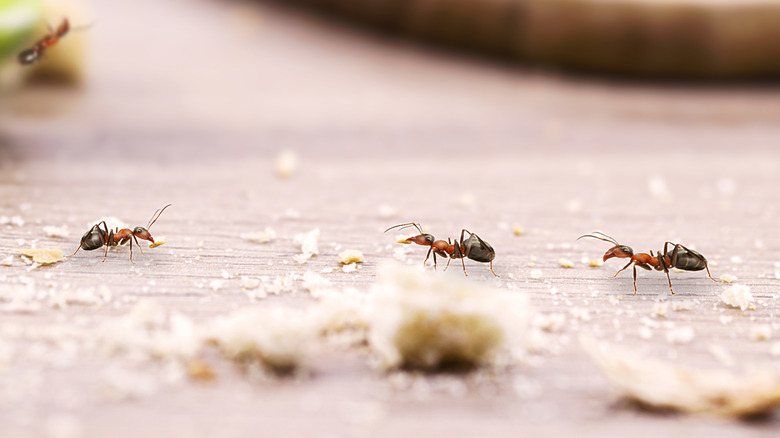 ants on countertop