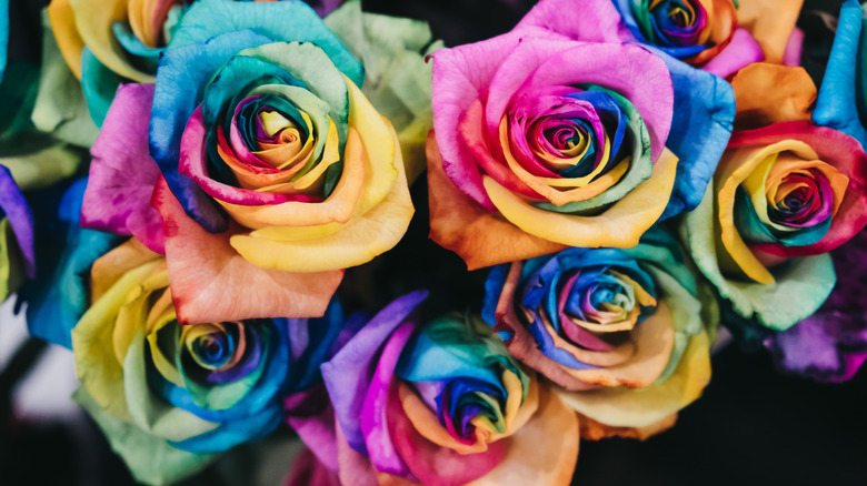 rainbow colored roses