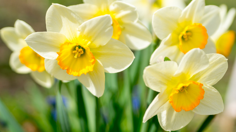 yellow and white daffodils closeup