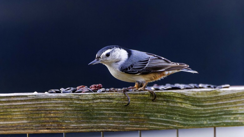 bird on fence