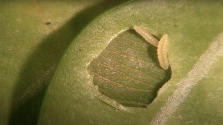 Boxwood leafminer larvae in leaf