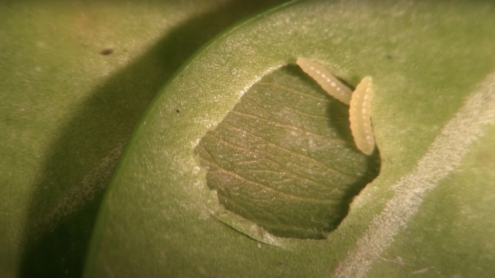 An Entomology Expert Explains How To Identify And Control Boxwood Leafminer