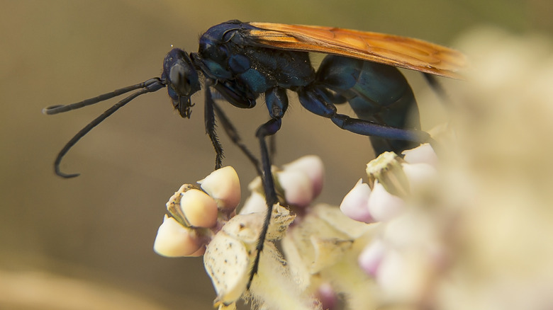 Tarantula hawk wasp on milkweed