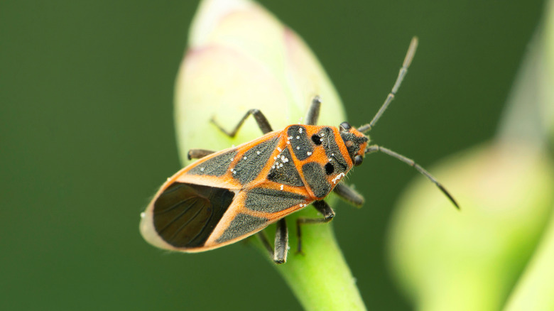 boxelder bug on flower bud