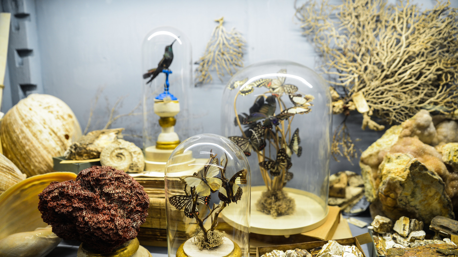 Create a Cabinet of Curiosities at your Home - The Socialite Family