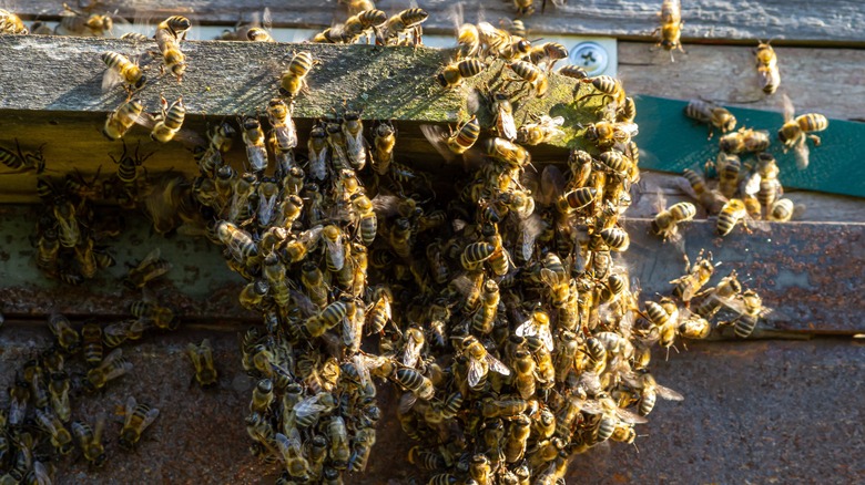 Beehive on a wall