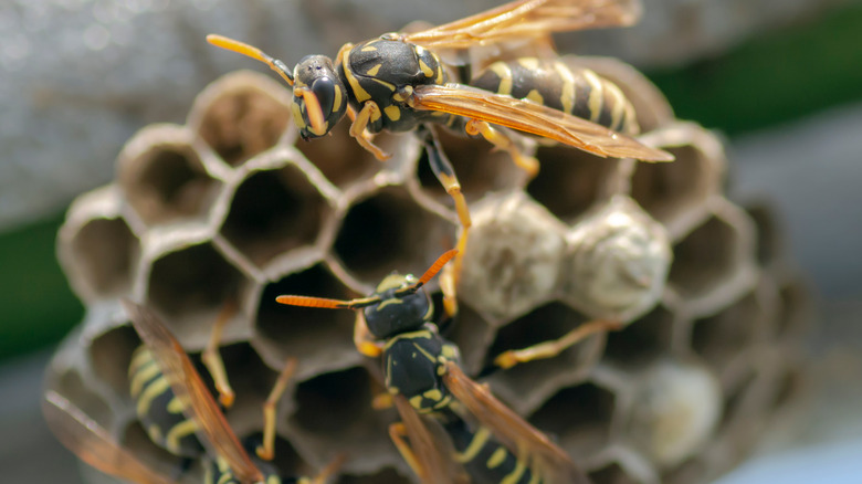 Wasp nest up close