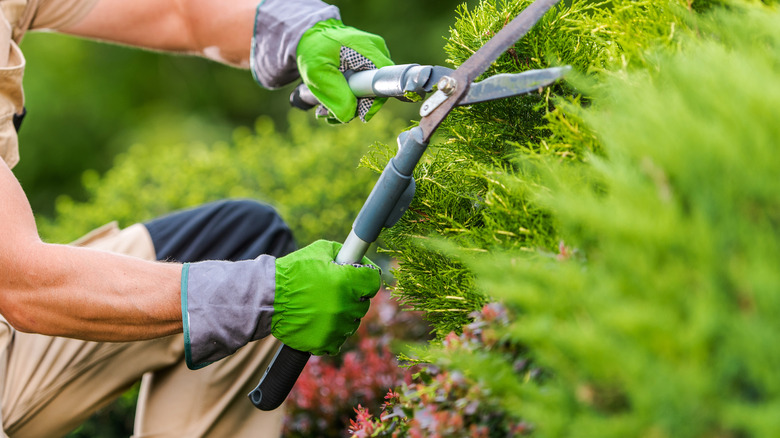 gardener pruning shrubs