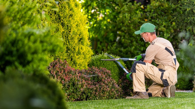 male gardener trimming shrub