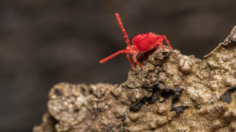 clover mite 