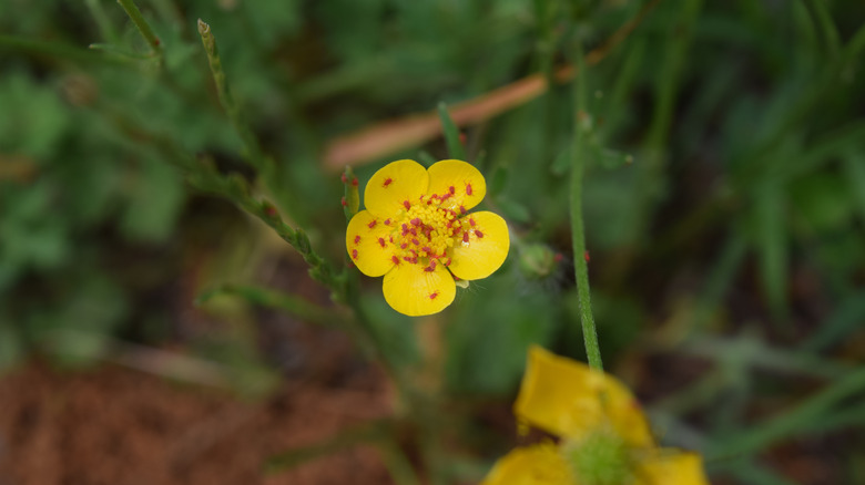 clover mites on yellow flower