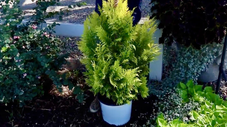Fluffy Western Arborvitae (Thuja plicata) shows off its color.