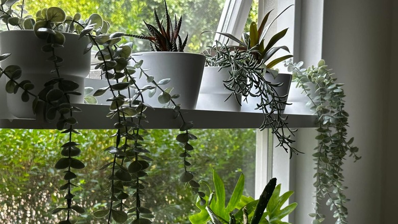 Plants lining a picture ledge shelf installed in between a window
