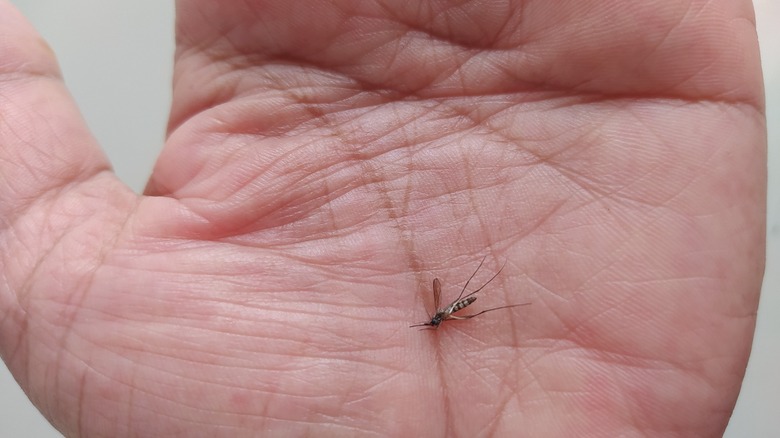 Aedes aegypti mosquito on human palm